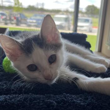 Elly May -  Domestic Short Hair Cat for Adoption in Leander, Texas - Elly May | PetCurious