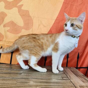 Rescue Domestic Short Hair Cats for Adoption in Normal, Illinois - Yellow | PetCurious