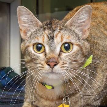 CLOVER -  Domestic Short Hair Cat for Adoption in St. Louis, Missouri - CLOVER | PetCurious