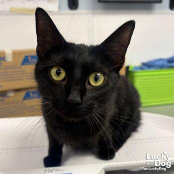 Domestic Short Hair Cats Available for Adoption in Washington, District Of Columbia - Onyx | PetCurious
