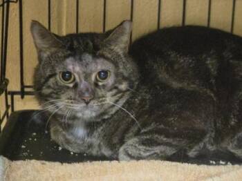 Unakite -  Domestic Short Hair Cat for Adoption in Westland, Michigan - Unakite | PetCurious