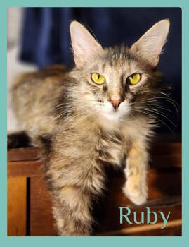 Tabby and Calico Cats Available for Adoption in Lawton, Oklahoma - RUBY | PetCurious