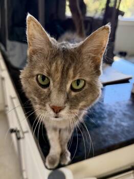 Rescue Domestic Short Hair Cats for Adoption in Chicago, Illinois - Ursa | PetCurious