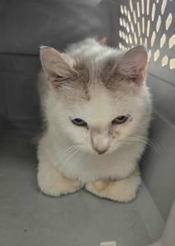 Domestic Short Hair Cats Available for Adoption in Freeport, Illinois - Wilson | PetCurious