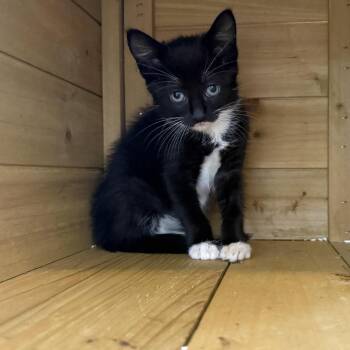 Twister -  American Shorthair Cat for Adoption in Houston, Texas - Twister | PetCurious