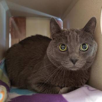 Rescue Domestic Short Hair Cats for Adoption in Reno, Nevada - Shadow | PetCurious