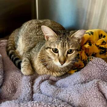 Sabel -  Domestic Short Hair Cat for Adoption in Cumming, Georgia - Sabel | PetCurious
