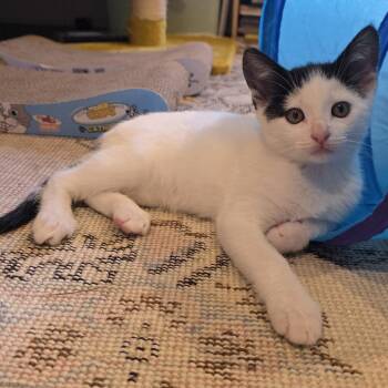 Robin -  Domestic Short Hair Cat for Adoption in Los Angeles, California - Robin | PetCurious