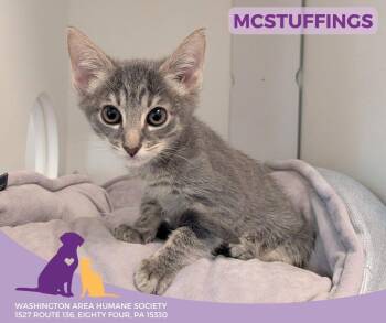 Rescue Domestic Short Hair Cats for Adoption in Eighty Four, Pennsylvania - Mcstuffing | PetCurious