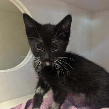 Vanderbilt -  Domestic Short Hair Cat for Adoption in Walnut Creek, California - Vanderbilt | PetCurious
