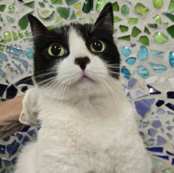 Domestic Short Hair Cats Available for Adoption in Pensacola, Florida - RAKAN | PetCurious