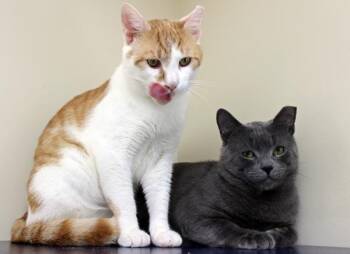 Domestic Short Hair Cats Available for Adoption in Mansfield, Massachusetts - Munchkin And Hashbrown | PetCurious
