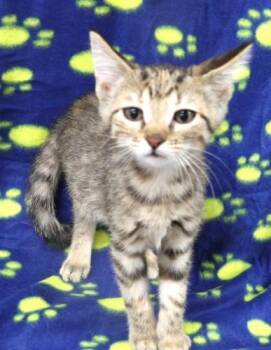 Pascaline -  Domestic Short Hair Cat for Adoption in Thief River Falls, Minnesota - Pascaline | PetCurious