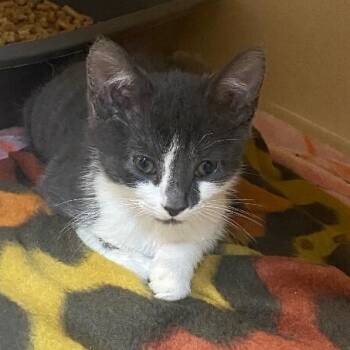 Ted -  Domestic Short Hair Cat for Adoption in Elyria, Ohio - Ted | PetCurious
