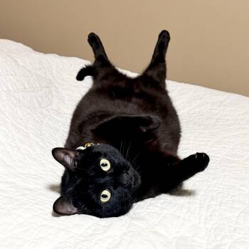 Millie -  Domestic Short Hair Cat for Adoption in Springfield, Missouri - Millie | PetCurious