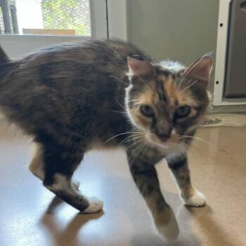 POLLOCK -  Domestic Medium Hair Cat for Adoption in Kyle, Texas - POLLOCK | PetCurious