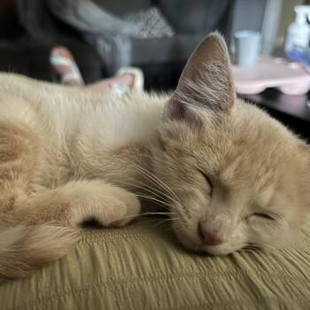 Eggdrop Soup (Egg) -  Domestic Short Hair Cat Available for Adoption in TIMBERCRK CYN, Texas - Eggdrop Soup (Egg) | PetCurious