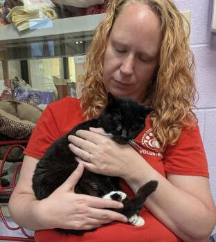 Ozzy Vangogh -  Domestic Short Hair Cat for Adoption in Elyria, Ohio - Ozzy Vangogh | PetCurious