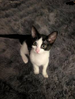Tadpole 2 -  Domestic Short Hair Cat for Adoption in Tucson, Arizona - Tadpole 2 | PetCurious