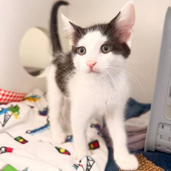 Wiper -  Domestic Short Hair Cat for Adoption in Ojai, California - Wiper | PetCurious