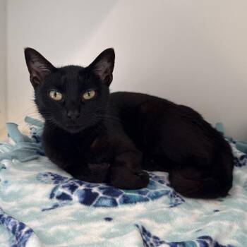 Domestic Short Hair Cats Available for Adoption in Tulsa, Oklahoma - LC-Belle | PetCurious