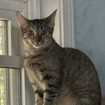 Chicharron -  Domestic Short Hair Cat for Adoption in Tuscaloosa, Alabama - Chicharron | PetCurious