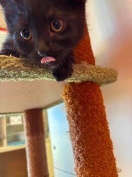 Chucky -  Domestic Short Hair Cat for Adoption in Scottsbluff, Nebraska - Chucky | PetCurious