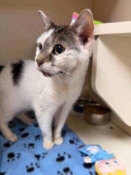 Samford -  American Shorthair Cat for Adoption in Elyria, Ohio - Samford | PetCurious