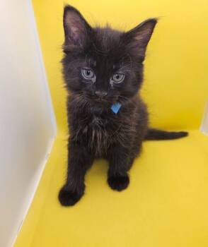 Domestic Medium Hair Cats Available for Adoption in North Babylon, New York - Gomez | PetCurious