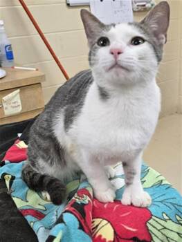 TIKKI -  Domestic Short Hair Cat for Adoption in Aliquippa, Pennsylvania - TIKKI | PetCurious