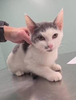 Ghee -  Domestic Short Hair Cat for Adoption in Athens, Tennessee - Ghee | PetCurious