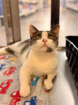 Domestic Short Hair Cats Available for Adoption - Chevelle | PetCurious
