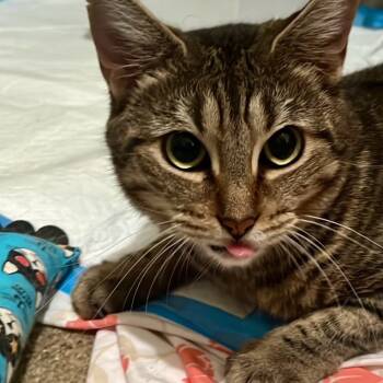 Rescue Domestic Short Hair Cats for Adoption - Olivia 3 | PetCurious