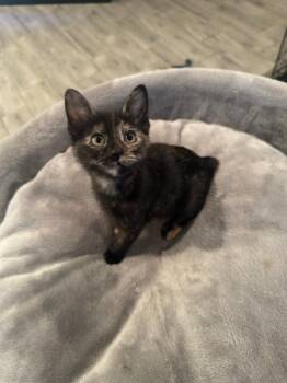 Domestic Short Hair Cats Available for Adoption in San Antonio, Texas - Akayja | PetCurious