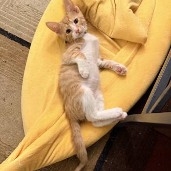 Domestic Short Hair and Tabby Cats Available for Adoption in Greensboro, Georgia - Airship - Athens, GA | PetCurious