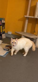 Ragdoll Cats Available for Adoption in Enfield, Connecticut - Adeline  | PetCurious