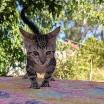 AURORA -  Domestic Short Hair Cat for Adoption in Auburn, California - AURORA | PetCurious