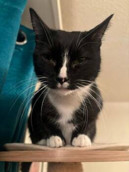 Rescue Tuxedo Cats for Adoption in Burnaby, British Columbia - Shelly | PetCurious