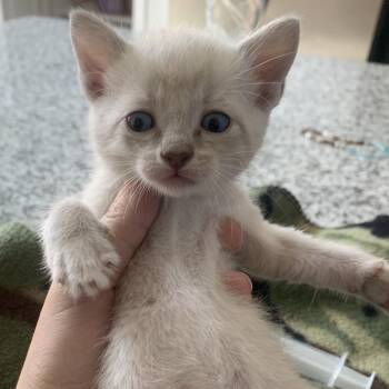 Austinite 11 -  Domestic Short Hair and Siamese Cat Available for Adoption in Austin, Texas - Austinite 11 | PetCurious