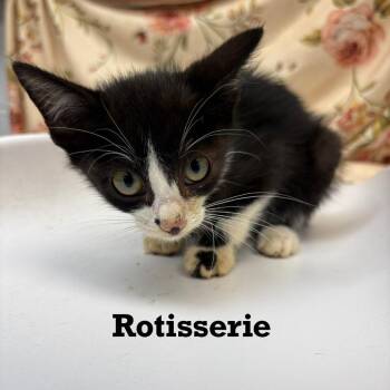 Rotisserie -  Domestic Short Hair Cat for Adoption in Parkersburg, West Virginia - Rotisserie | PetCurious