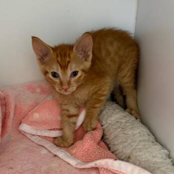 Gimli -  Domestic Short Hair Cat for Adoption in Kanab, Utah - Gimli | PetCurious