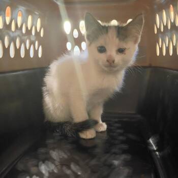 Ihop -  Domestic Short Hair Cat for Adoption in Lynchburg, Virginia - Ihop | PetCurious