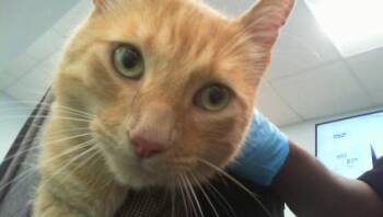 A1266012 -  Domestic Short Hair Cat for Adoption in Charlotte, North Carolina - A1266012 | PetCurious