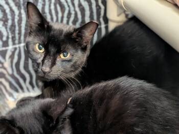 Rescue Domestic Short Hair Cats for Adoption in Hyde Park, New York - Galactica | PetCurious