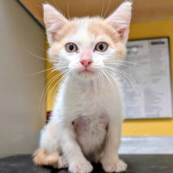 Rescue Domestic Short Hair Cats for Adoption in Huntsville, Arkansas - Tracker | PetCurious