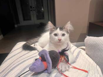 Rescue Domestic Short Hair Cats for Adoption in Shakespeare, Ontario - David | PetCurious