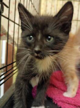Buzz -  Domestic Short Hair Cat for Adoption in Corpus Christi, Texas - Buzz | PetCurious