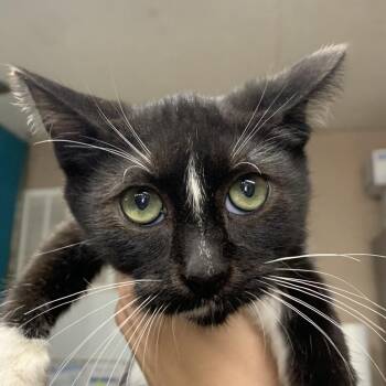Rowdy Tux -  Domestic Short Hair Cat for Adoption in Washburn, Missouri - Rowdy Tux | PetCurious