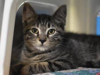 Spider -  Domestic Short Hair Cat for Adoption in Portland, Oregon - Spider | PetCurious