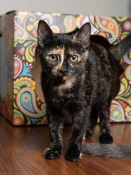 Renée -  Tortoiseshell Cat for Adoption in Houston, Texas - Renée | PetCurious